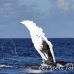 whale_humpback_h_00649_dom2713.jpg